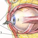 Анатомия глазницы