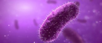 Бактериальный цистит вызывается патогенными и условно-патогенными микроорганизмами (кишечной палочкой, стафилококками, стрептококками, хламидиями)