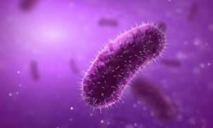Бактериальный цистит вызывается патогенными и условно-патогенными микроорганизмами (кишечной палочкой, стафилококками, стрептококками, хламидиями)
