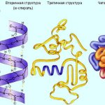 Белки в биохимическом анализе крови