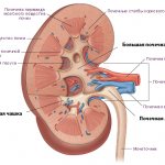 Чашечка почки