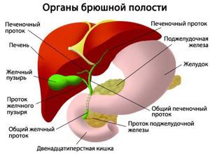 Фото органов брюшной полости
