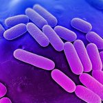 клебсиелла пневмония