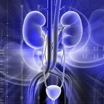 моче-половая система