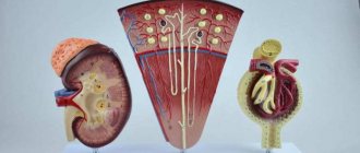 Model of kidneys and nephrons