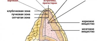 Надпочечники гиперфункция и гипофункция. Симптомы, лечение