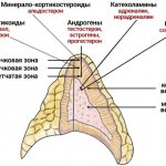 Adrenal glands hyperfunction and hypofunction. Symptoms, treatment 