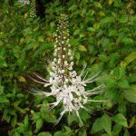 почечный чай состав трав