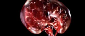 Human kidneys