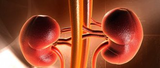 kidneys