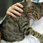 полосатый кот