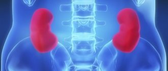 Польза винограда в лечении почек