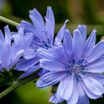 Противопоказания цикория