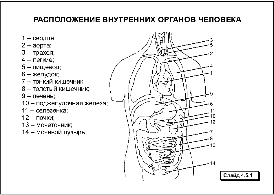 Схема где находятся органы у человека