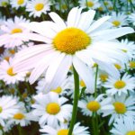 ромашка при цистите