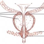 Схема расположения уретральных сфинктеров