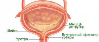 Строение мочевого пузыря у мужчин