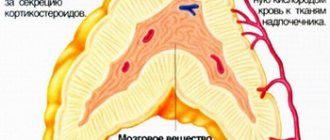 Structure of the adrenal gland