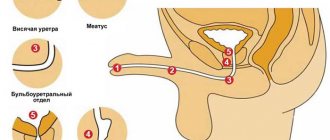 Structure of the urethra