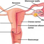строение женских половых органов