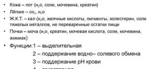 Excretory system
