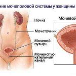 застудил ноги частое мочеиспускание